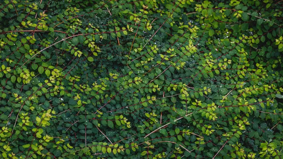 Greens & Outdoors at OBEROI BANDRA WEST (CARTER ROAD), Mumbai