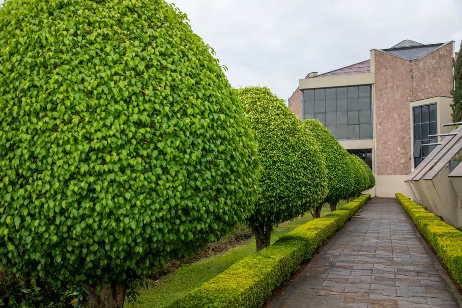 Greens & Outdoors at OBEROI HINJEWADI, Pune