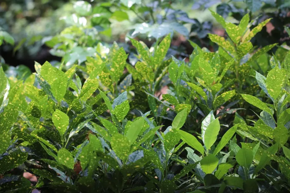 Greens & Outdoors at OBEROI 360 NORTH NCR, Sector 58, Gurgaon